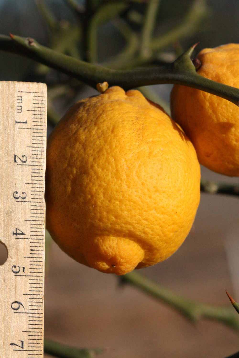                Fruit (Swingle, Riverside, CA)       